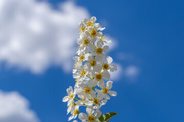 Blooming bird cherry against the sky.