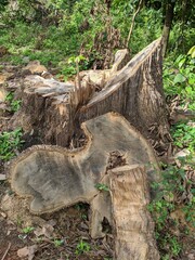 Tembesu trees which has been cut down using a chainsaw in the forest