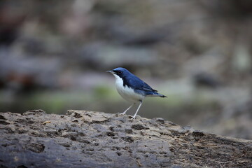 Siberian blue robin (Luscinia cyanea) male in Malaysia