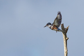 Female Belted Kingfisher taking off from perch on dead tree