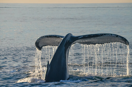 A Humpback whale (Megaptera novaeangliae) fluke sticks out of the water and streams of sunlit water droplets drain off its back edge.  Copy space. 