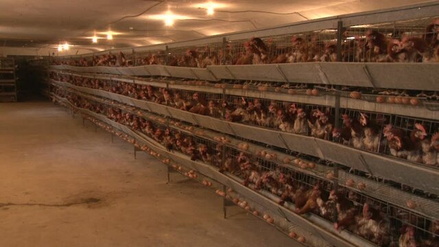 Automated farm for laying hens.
laying hens with stacked cages. 
