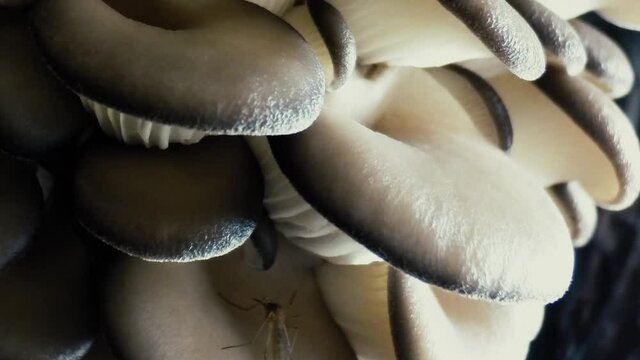Oyster mushrooms time lapse. Healthly food. Edible mushrooms background. Biological pattern. Growing mushrooms.