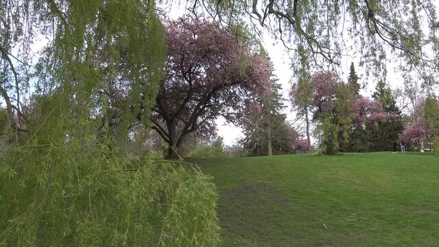 Two Girls In Distance Taking Pictures Of Sakura Cherry Tree Blossoms With Weeping Willow In Foreground