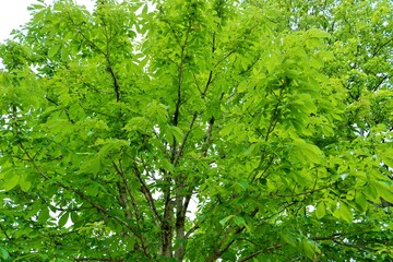 癒しの緑　栃の木　風景