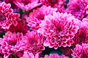 A close up shot of a group of beautiful pink chrysanthemum flowers in natural light.