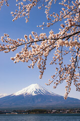 Fuji Mountain in the Frame of Pink Sakura Branches in Spring at Kawaguchiko Lake, Japan