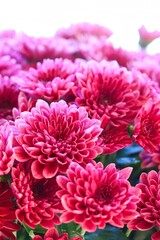 Obraz na płótnie Canvas A close up shot of a group of beautiful pink chrysanthemum flowers in natural light.