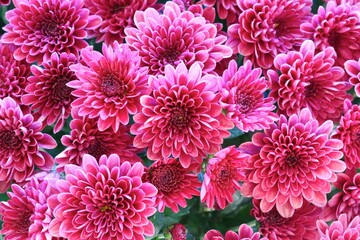 A close up shot of a group of beautiful pink chrysanthemum flowers in natural light.