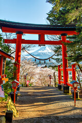 Red Torii Gate with Fuji Mountain Background in Spring Sakura Festival at Chureito Pagoda,  Japan
