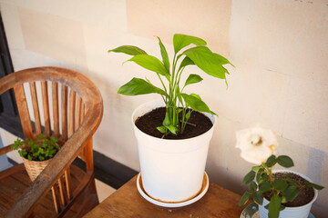 Spathiphyllum  in a white plastic pot on a wooden table. Potted plants: peace lily, rose, mint. Home gardening in summer.