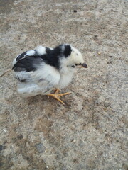 black and white chicken