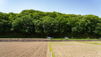 Obraz premium Mountain trees swaying in the early summer breeze and Japanese rice fields before rice planting