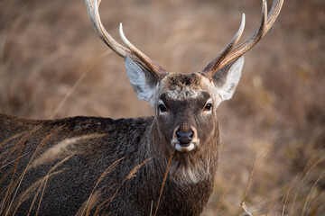 荒野のエゾシカ
