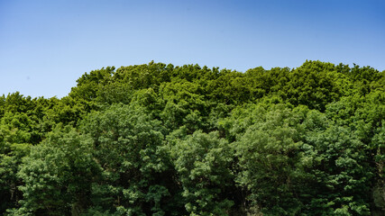 Fototapeta premium Mountain trees swaying in the early summer breeze