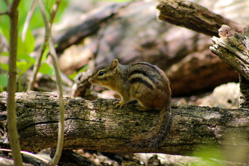 Little Chipmunk
