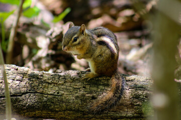 Chipmunk Strikes a Pose