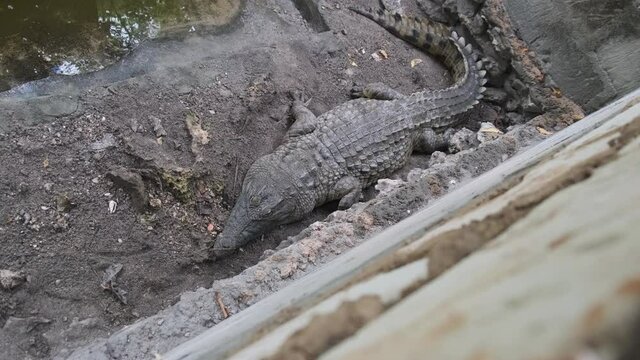 An alligator or crocodile lies in a body of water at the zoo, Zanzibar. Wild animals in captivity, Tanzania, Africa.