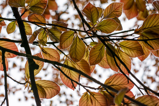 The Copper beech tree (Fagus sylvatica purpurea) leaves isolated, close up, macro, detail.