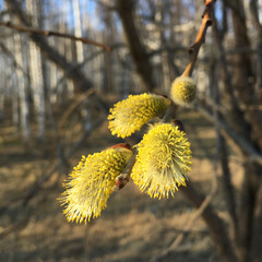 willow branch in spring