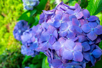 Fototapeta premium Images of blue and purple hydrangeas in full bloom after the rain.