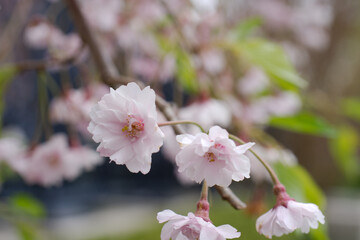 Fototapeta na wymiar cherry blossoms white flowers closeup