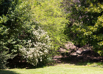 Obraz premium Beautiful trees in spring on the southern coast of Crimea in Yalta