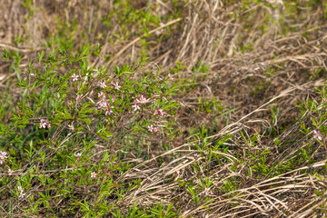Thickets of forest cherry blossom bushes in the dry grass in the spring in a sunny clearing. Selective focus.