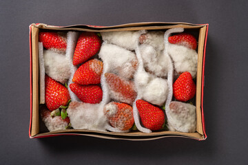 top view box of badly moldy strawberries