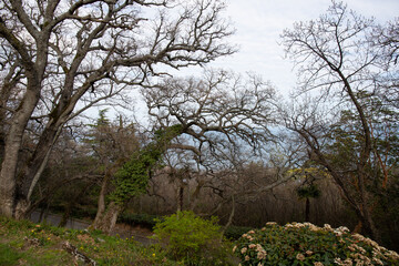 Fototapeta na wymiar Beautiful trees in spring on the southern coast of Crimea in Yalta