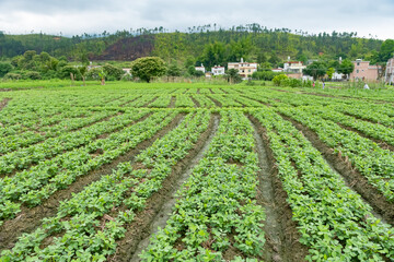 Fototapeta na wymiar rows of planted vegetable in a village