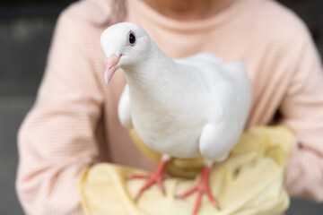 a domestic white pigeon standing on a girls arm and looking at the camera