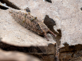 枯葉の上で越冬中のオオムラサキ幼虫