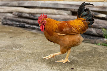 beautiful rooster walking on the ground