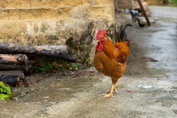 beautiful rooster walking on the ground