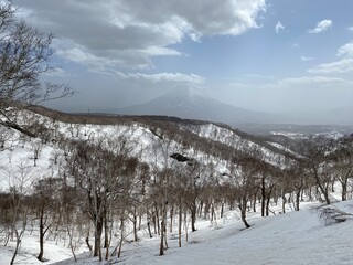 winter landscape with trees