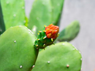 Close-up beautiful cactus flower.