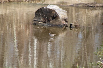 Little Bird In The Creek, Pylypow Wetlands, Edmonton, Alberta