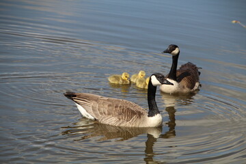 Spring Life On The Water, Pylypow Wetlands, Edmonton, Alberta