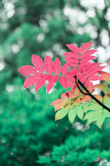 カラフルな紅葉