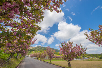 ぼたん桜と青空