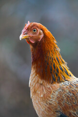 Hen in poultry farm