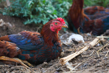 Hen in poultry farm