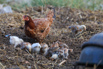 Little chicks with mother chicken searching food