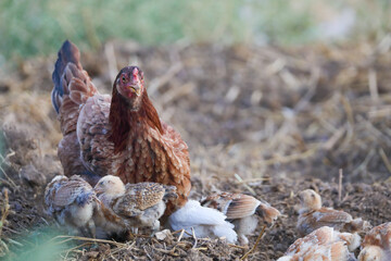 Little chicks with mother chicken searching food	
