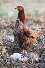Little chicks with mother chicken searching food