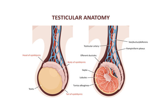 Testicular anatomy. Illustration of a cross section of male testis. Male reproductive system of human