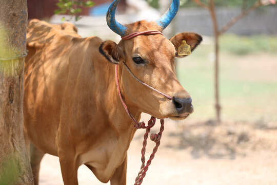 Indian breed cow on shed