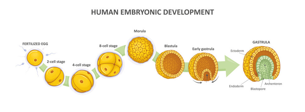 Human embryonic development, or human embryogenesis from zygote to gastrula. Zygote, 2-cell, morula, blastula, gastrula.