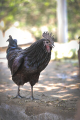 Indian breed black chicken or rooster in a farmyard
